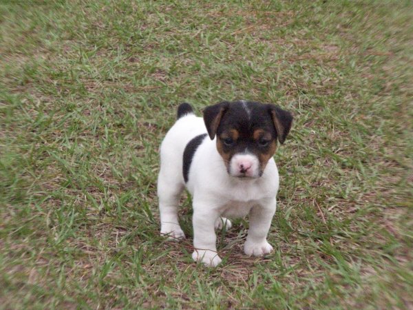 jack russell terrier but black and white