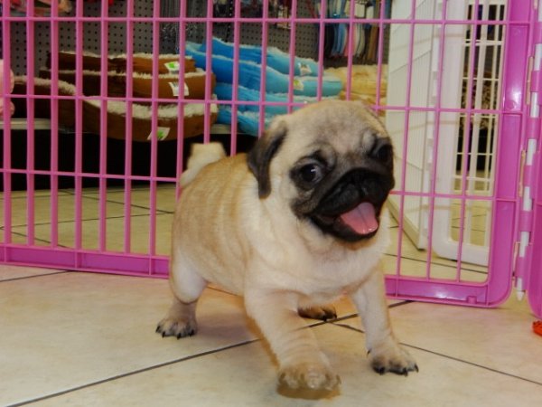 local pugs for sale
