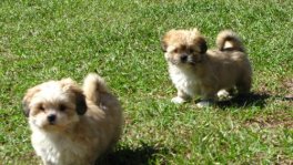 teacup lhasa apso for sale