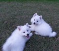 Good Looking American Eskimo Puppies For Sale In Ga