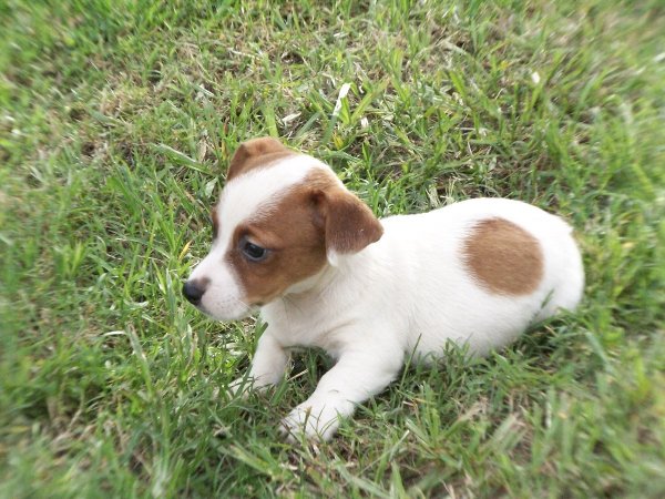 Cuddly White & Tan, Jack Russell Terrier Puppies For Sale In Atlanta ...