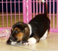 Gorgeous Tri Color, Basset Hound Puppies For Sale Near Atlanta, Ga