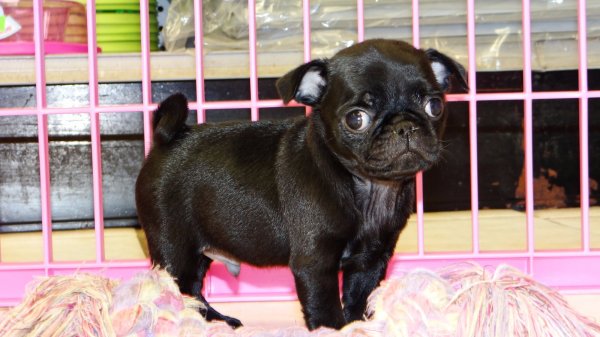 Huggable Black, Pug Puppies For Sale In Georgia at - Puppies For Sale Local Breeders
