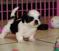 Charming Cava Tzu Puppies For Sale in Atlanta Georgia, GA