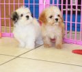 Special Cavatese Puppies For Sale In Atlanta Georgia,GA