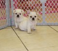 Darling White, Bull Shih Puppies For Sale in Atlanta Georgia, GA , French Bulldog & Shih Tzu