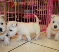 Special West Highland White Terrier, Westie, Puppies For Sale Near Atlanta, Georgia