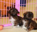 Loving Cava Tzu Puppies For Sale In Atlanta Georgia,GA