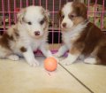 Exceptional Red Merle, Red Tri Color, Australian Shepherd Puppies For Sale In Atlanta, Georgia