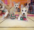 Lovely Gray Sable, Siberian Husky Puppies For Sale Near Atlanta