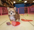 Adorable Non Shedding Tcup Morkie Puppies For Sale Georgia
