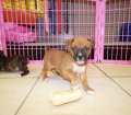Wonderful, Boxer Puppies For Sale In Georgia