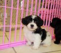 Fantastic Hava Tzu Puppies For Sale Atlanta Havanese Shih Tzu Breeders Georgia
