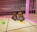 Cuddly Havashire Puppies For Sale In Atlanta Georgia, GA