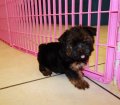 Sweet Yorkie Tzu Puppies For Sale in GA 