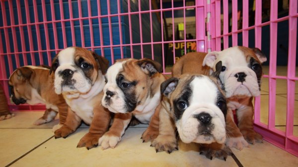 Special, English Bulldog Puppies For Sale near me, Atlanta