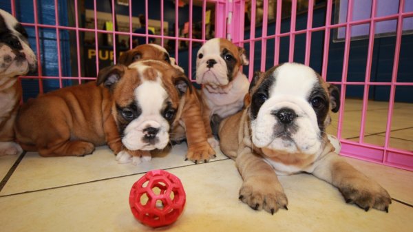 Special, English Bulldog Puppies For Sale near me, Atlanta