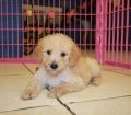 Nice Goldendoodle Puppies For Sale in Atlanta
