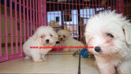 Teacup Maltese Puppies For Sale near Johns Creek, Ga