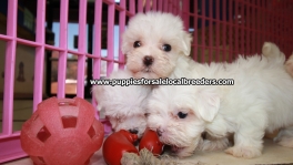 Teacup Maltese Puppies For Sale near Roswell, Ga