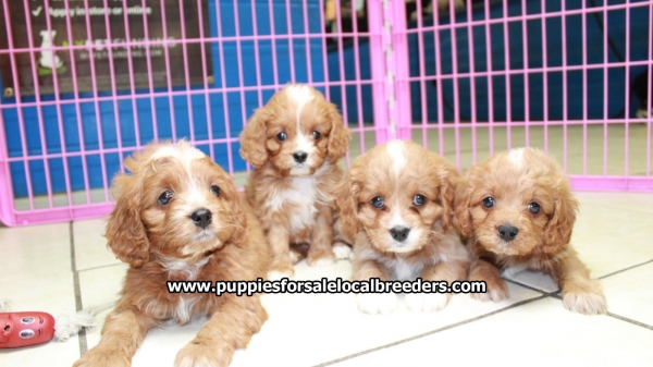 Puppies For Sale Local Breeders Ruby Red Cavapoo Puppies For Sale In Georgia At Puppies For Sale Local Breeders