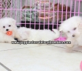 Teacup Maltese Puppies For Sale near Columbus, Ga