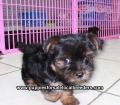 Teacup Toy Yorkie Puppies For Sale near Albany, Ga
