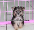 Teacup Toy Yorkie Puppies For Sale near Albany, Ga