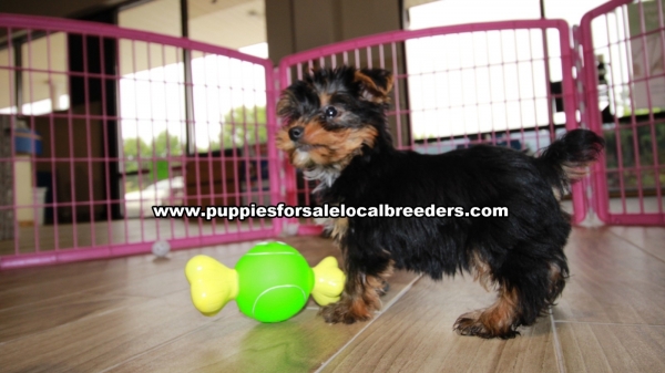 Puppies For Sale Local Breeders Teacup Toy Yorkie Puppies