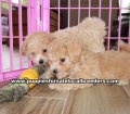 Adorable Bichon Poo puppies for sale near Atlanta, Adorable Bichon Poo puppies for sale in Ga, Adorable Bichon Poo puppies for sale in Georgia