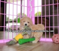 Adorable Bichon Poo puppies for sale near Atlanta, Adorable Bichon Poo puppies for sale in Ga, Adorable Bichon Poo puppies for sale in Georgia