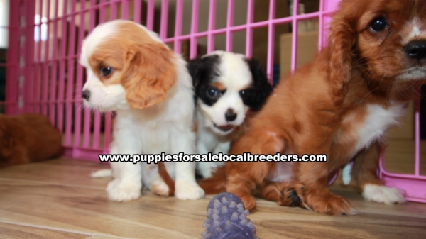 Adorable Cavalier King Charles Spaniel puppies for sale near Atlanta, Adorable Cavalier King Charles Spaniel puppies for sale in Ga, Adorable Cavalier King Charles Spaniel puppies for sale in Georgia