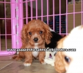Adorable Cavalier King Charles Spaniel puppies for sale near Atlanta, Adorable Cavalier King Charles Spaniel puppies for sale in Ga, Adorable Cavalier King Charles Spaniel puppies for sale in Georgia
