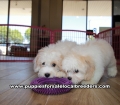 Beautiful Coton Poo puppies for sale near Atlanta, Beautiful Coton Poo puppies for sale in Ga, Beautiful Coton Poo puppies for sale in Georgia