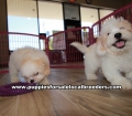 Beautiful Coton Poo Puppies For Sale in Gwinnett County Georgia Coton De Tulear and Toy Poodle Mix
