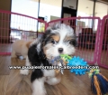 Beautiful Coton Poo puppies for sale near Atlanta, Beautiful Coton Poo puppies for sale in Ga, Beautiful Coton Poo puppies for sale in Georgia