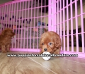 Beautiful Red Cavapoo puppies for sale near Atlanta, Beautiful Red Cavapoo puppies for sale in Ga, Beautiful Red Cavapoo puppies for sale in Georgia