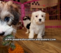 Beautiful Cavachon Puppies For Sale, Georgia Local Breeders, Gwinnett County, Ga