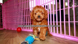 Ruby Red Cavapoo puppies for sale near Atlanta, Ruby Red Cavapoo puppies for sale in Ga, Ruby Red Cavapoo puppies for sale in Georgia