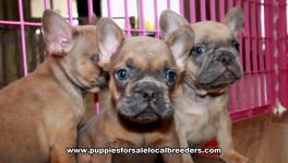 Blue Eyes Lilac French Bulldog puppies for sale near Atlanta, Blue Eyes Lilac French Bulldog puppies for sale in Ga, Blue Eyes Lilac French Bulldog puppies for sale in Georgia