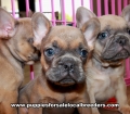 Blue Eyes Lilac French Bulldog Puppies For Sale, Georgia Local Breeders, Gwinnett County, Ga