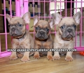 Blue Eyes Lilac French Bulldog puppies for sale near Atlanta, Blue Eyes Lilac French Bulldog puppies for sale in Ga, Blue Eyes Lilac French Bulldog puppies for sale in Georgia