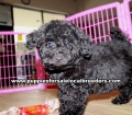 Adorable Toy Poodle puppies for sale near Atlanta, Adorable Toy Poodle puppies for sale in Ga, Adorable Toy Poodle puppies for sale in Georgia