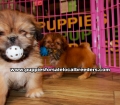 Pretty Shih Tzu Puppies For Sale, Georgia Local Breeders, Gwinnett County, Ga