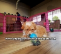 Apricot Toy Poodle puppies for sale near Atlanta, Apricot Toy Poodle puppies for sale in Ga, Apricot Toy Poodle puppies for sale in Georgia
