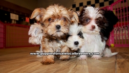 Party Color Morkie puppies for sale near Atlanta, Party Color Morkie puppies for sale in Ga, Party Color Morkie puppies for sale in Georgia
