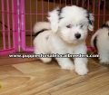 Black and White Teddy Bear puppies for sale near Atlanta, Black and White Teddy Bear puppies for sale in Ga, Black and White Teddy Bear puppies for sale in Georgia