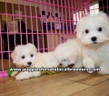 Teacup Maltese Puppies For Sale Georgia, Local Breeders, Gwinnett County, Georgia, Atlanta, Ga