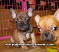 Tan and Red French Bulldog Puppies For Sale, Georgia Local Breeders, Gwinnett County, Ga