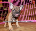 Tan and Red French Bulldog puppies for sale near Atlanta, Tan and Red French Bulldog puppies for sale in Ga, Tan and Red French Bulldog puppies for sale in Georgia